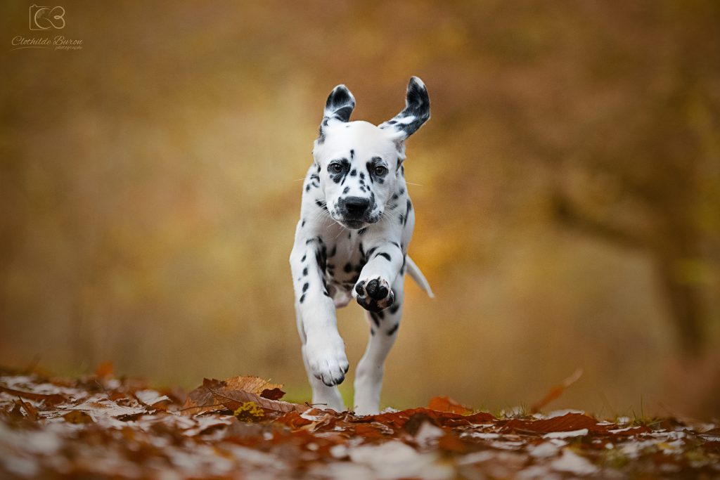 DSC_7353 copie222222222222222222